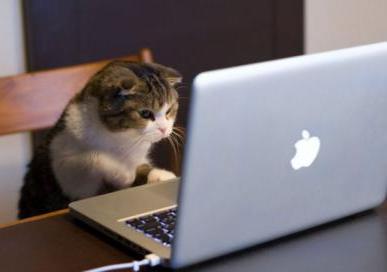 A tabby cat sits in front of a computer. 